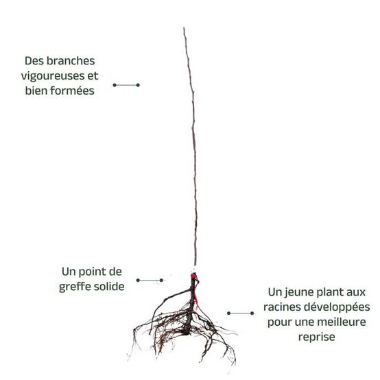 Poirier 'Beurré Giffard' (Pyrus communis 'Beurré Giffard') - Scion de 80 à 100cm - Pépinières Naudet - Image 3