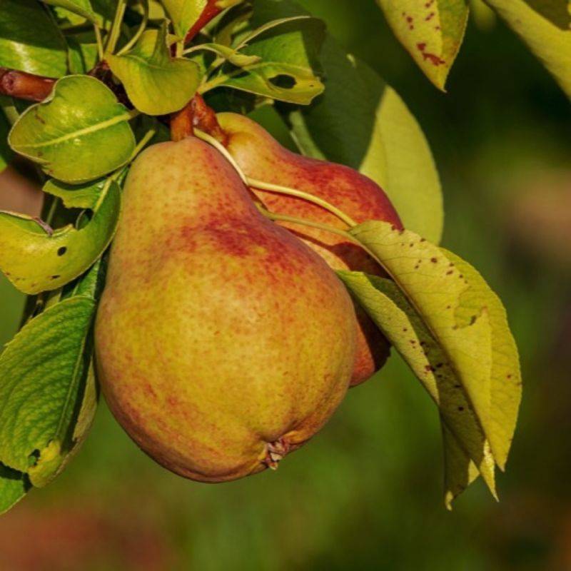 Poirier 'Beurré Giffard' (Pyrus communis 'Beurré Giffard') - Scion de 80 à 100cm - Pépinières Naudet - Image 1