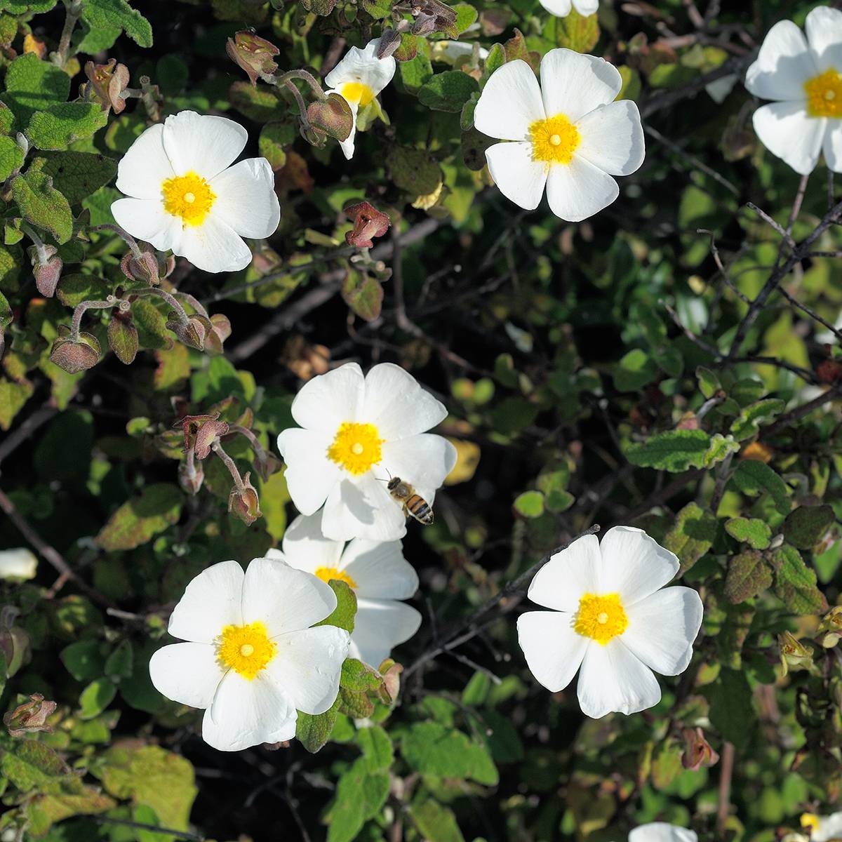 Promesse de Fleurs - Ciste obtusifolius - Cistus obtusifolius Pot de 2L/3L