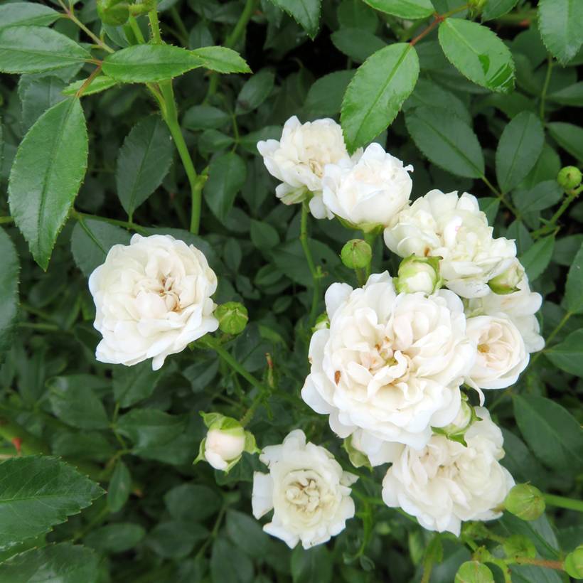 Promesse de Fleurs - Rosier couvre-sol Sea Foam Godet de 8/9 cm
