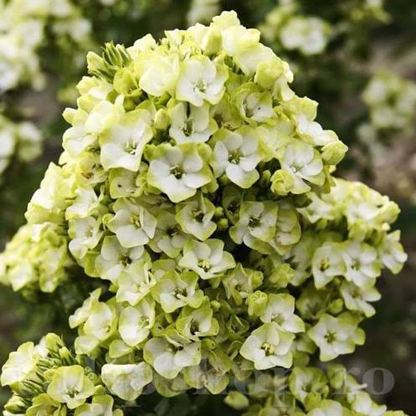 Promesse de Fleurs - Phlox paniculata Orchid Green - Phlox paniculé Pot de 12 cm / 13 cm