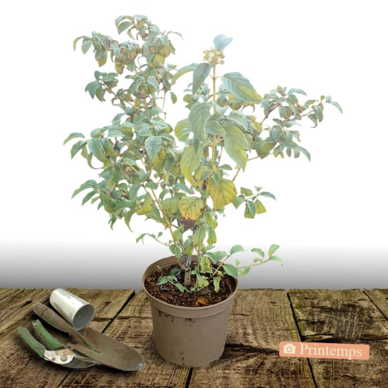 Cornouiller soyeux Flaviramea, Cornus à fleurs Blanche - feuillage Caduc - Pot de 7,5L - 60/80 cm-  hauteur à maturité De 1,50 m à 2,00 m - Image 4