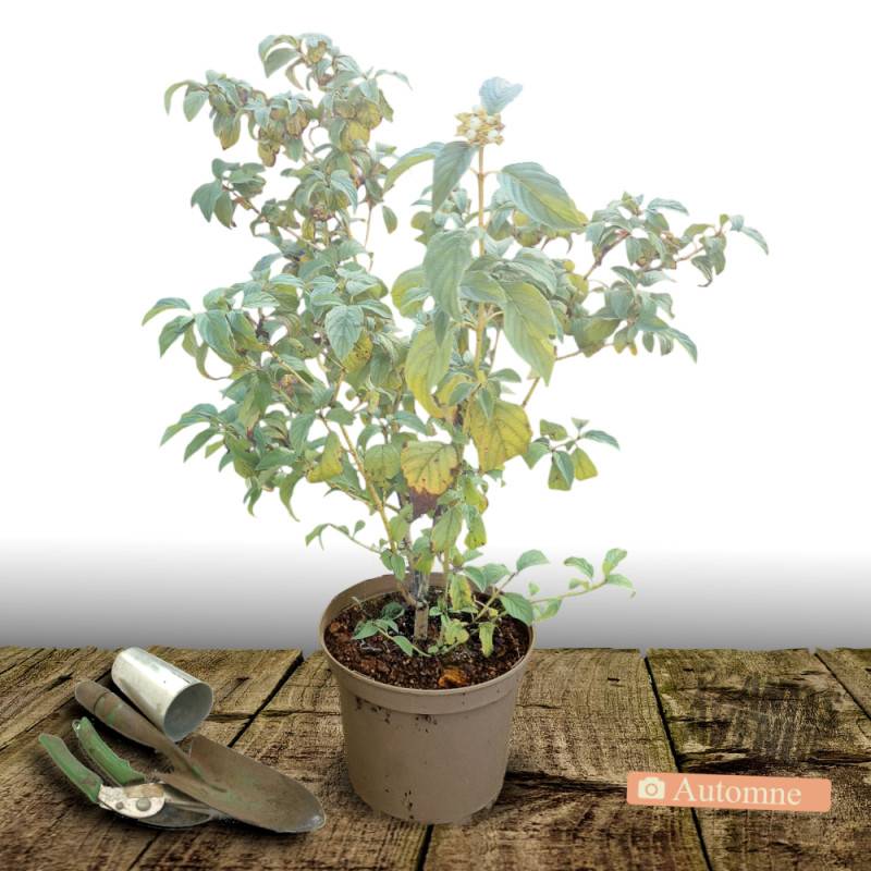 Cornouiller soyeux Flaviramea, Cornus à fleurs Blanche - feuillage Caduc - Pot de 7,5L - 60/80 cm-  hauteur à maturité De 1,50 m à 2,00 m - Image 2