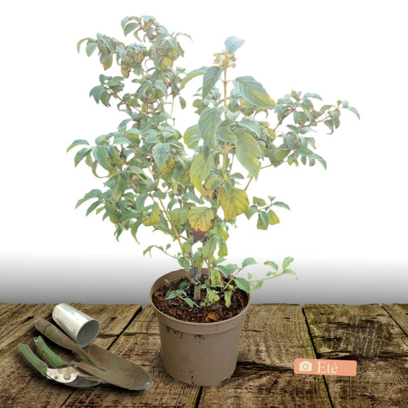 Cornouiller soyeux Flaviramea, Cornus à fleurs Blanche - feuillage Caduc - Pot de 7,5L - 60/80 cm-  hauteur à maturité De 1,50 m à 2,00 m - Image 3