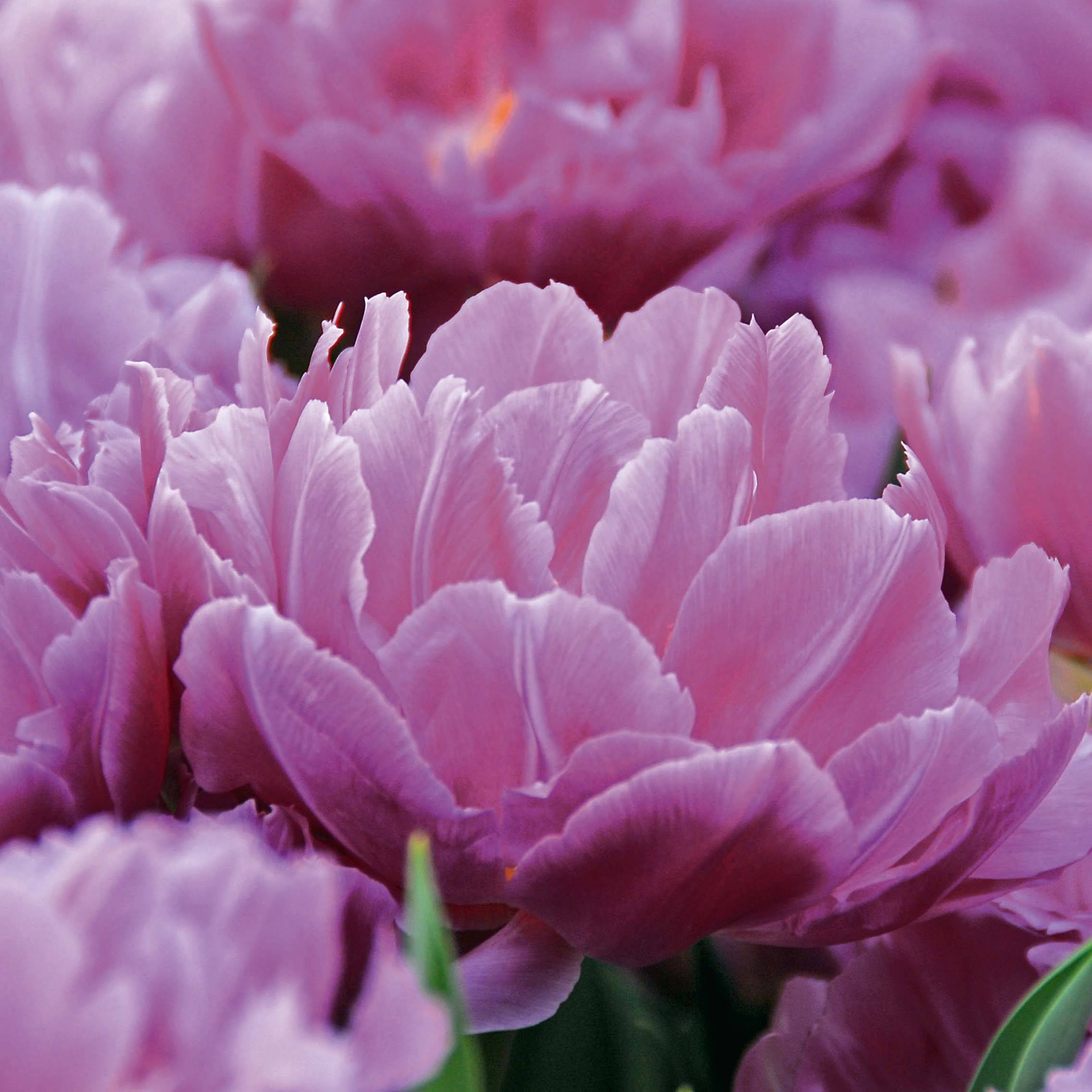 Promesse de Fleurs - Tulipe double hâtive Double Price Bulbe calibre 12+ (par 6)