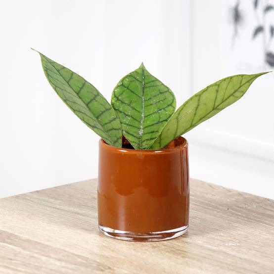 Promesse de Fleurs - Hoya callistophylla - Fleur de porcelaine Mini-plante