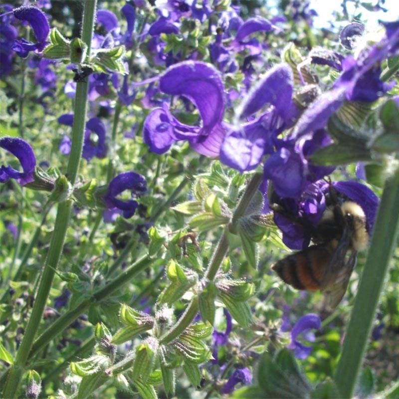 Salvia pratensis Twilight Serenade - Sauge des près Godet de 8/9 cm