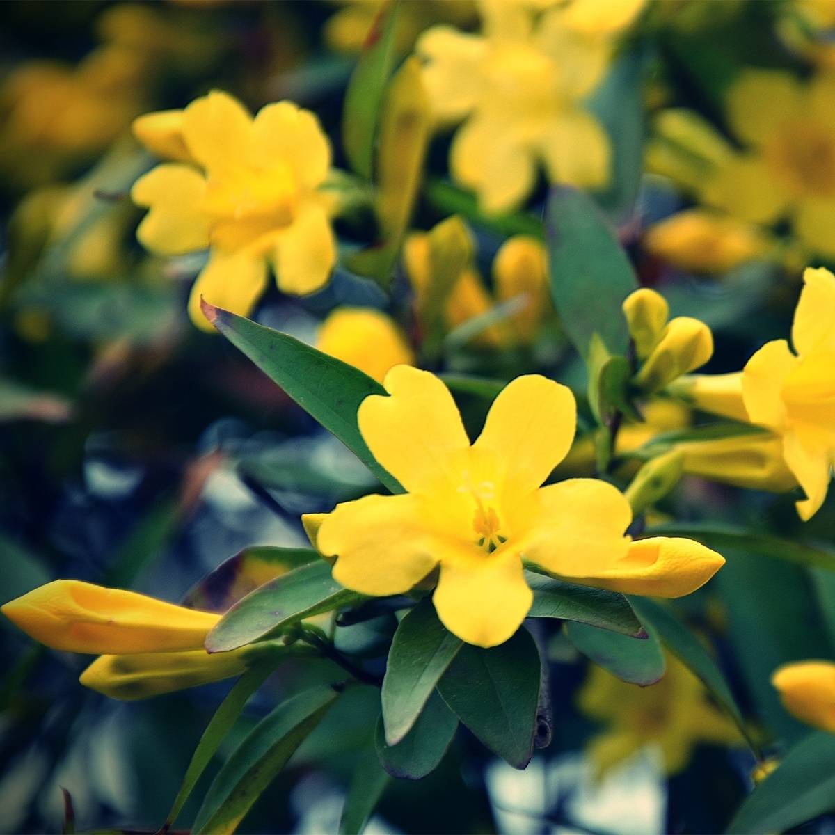 Jasmin - Jasminum humile Revolutum Pot de 3L/4L, Echelle