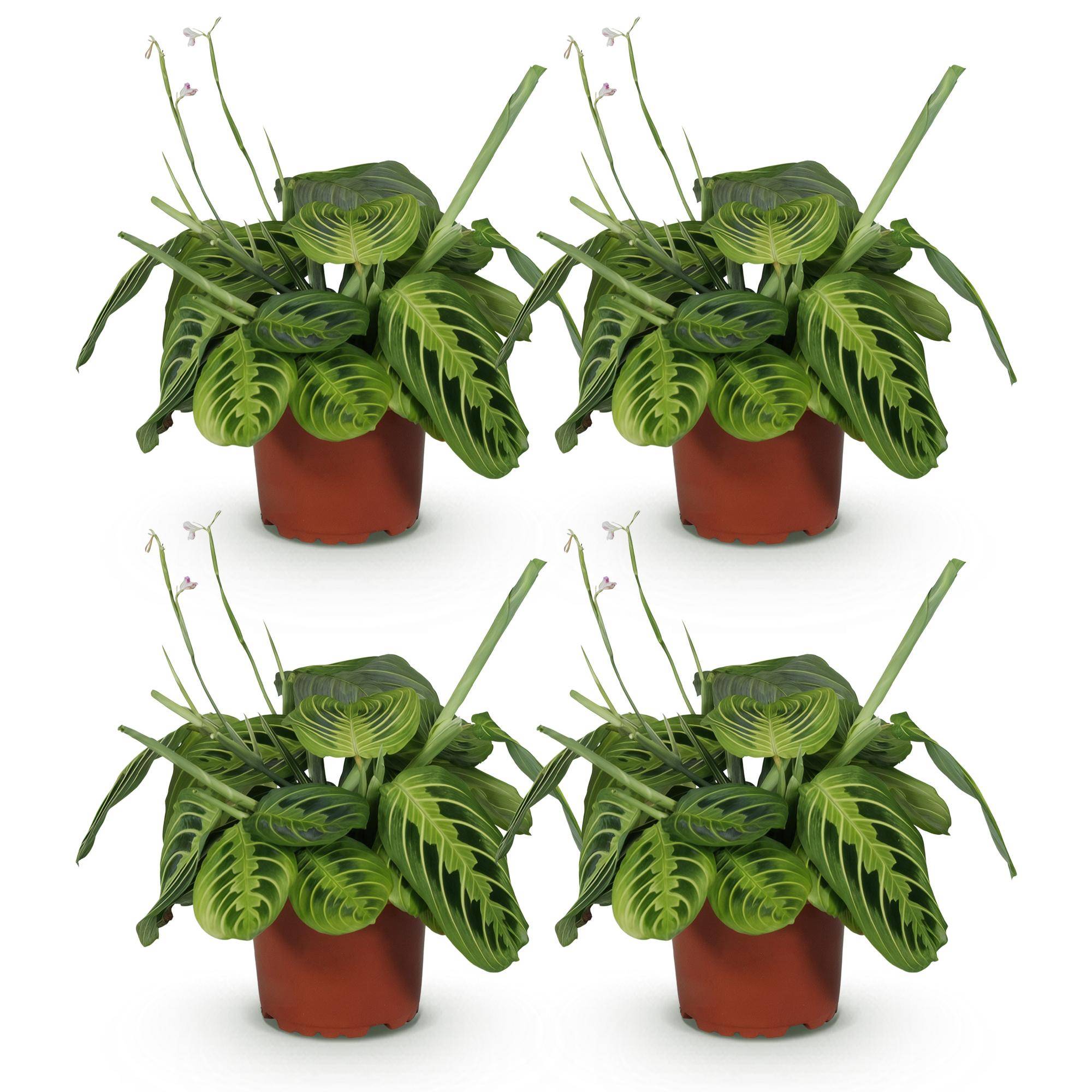 Maranta Fascinator Lemon Lime - Pet-friendly - Plante de prière - Pot de 12cm - Hauteur 25-35cm - 4 plantes - Sans cache-pot - Plantes d'intérieur - Image 2