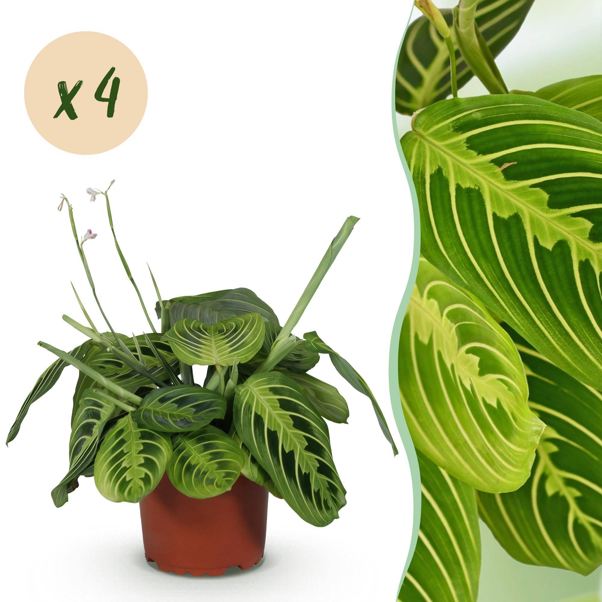 Maranta Fascinator Lemon Lime - Pet-friendly - Plante de prière - Pot de 12cm - Hauteur 25-35cm - 4 plantes - Sans cache-pot - Plantes d'intérieur - Image 1