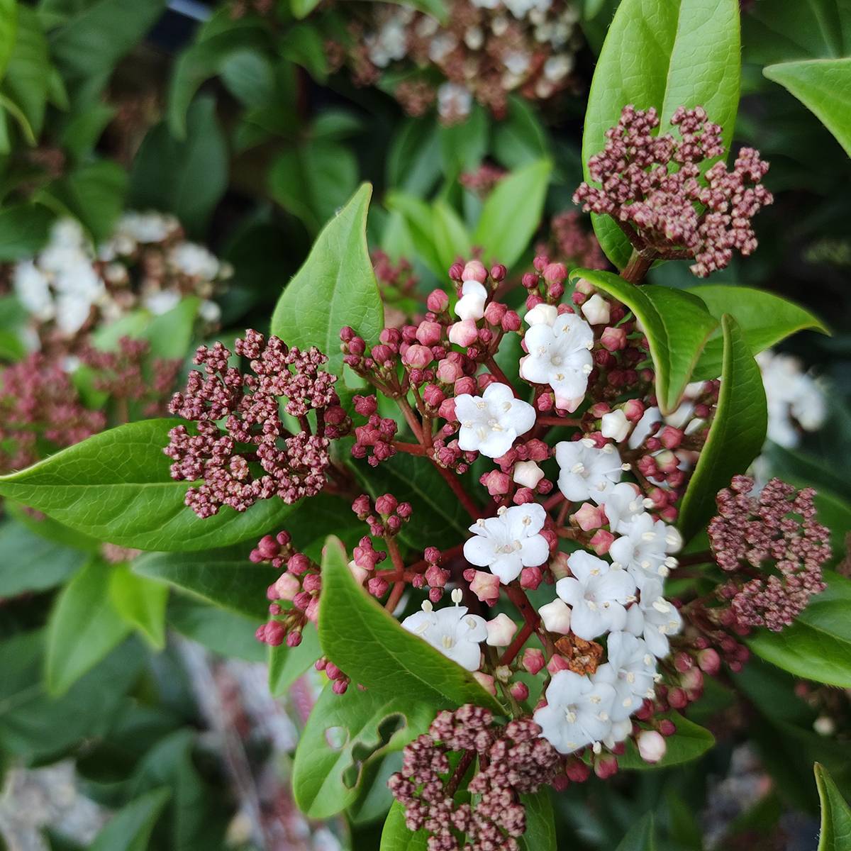Promesse de Fleurs - Viburnum tinus Spirit - Laurier tin Pot de 1,5L/2L - Image 1