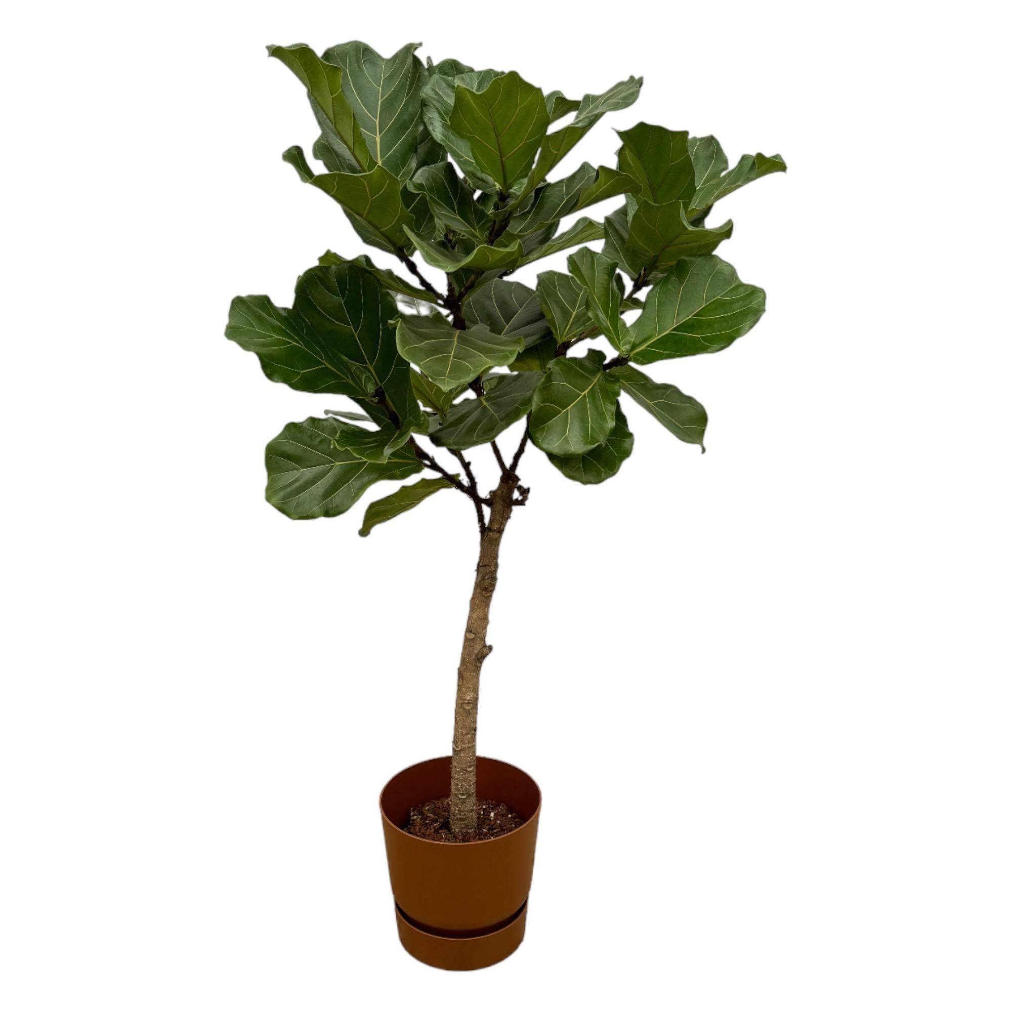 La Green Touch - Ficus Lyrata et son pot- La Green Touch Marron + Reservoir - Hauteur 160cm