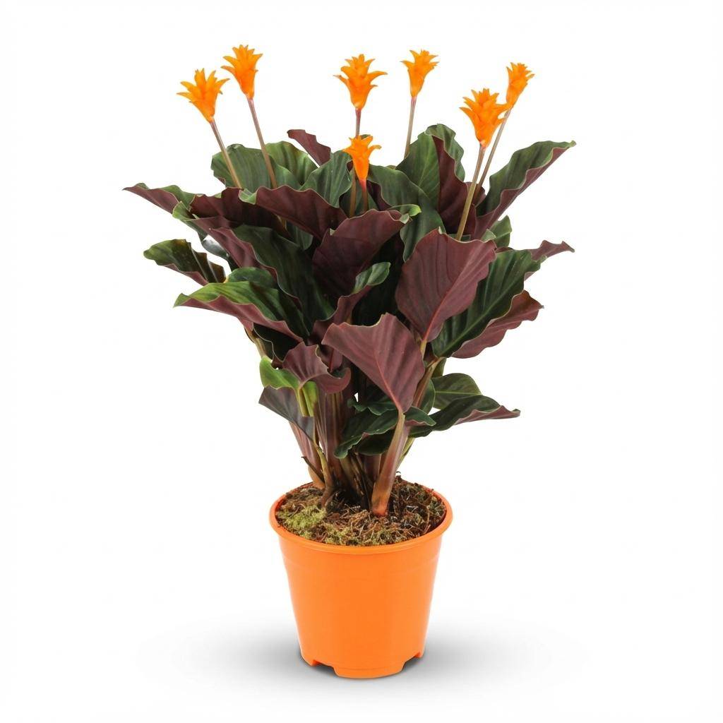 Calathea Crocata - Pot de 14cm - Hauteur: 40 - 45cm - 1 plante - Plantes d'intérieur - Image 1
