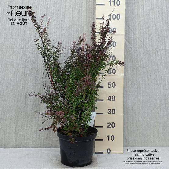 Berberis thunbergii Rosy Rocket Pot de 7,5L/10L - Image 2