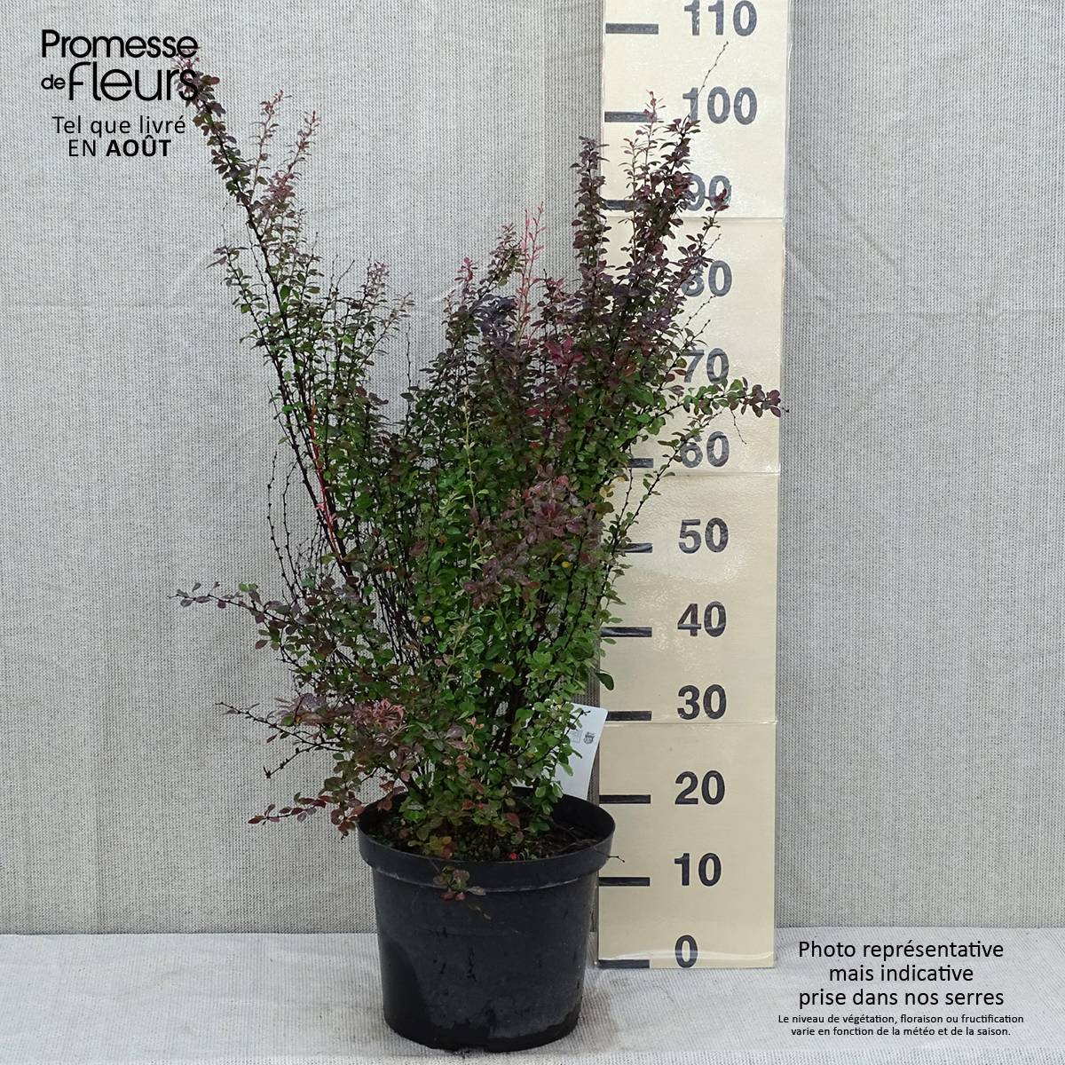 Berberis thunbergii Rosy Rocket Pot de 7,5L/10L - Image 2