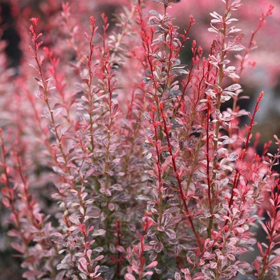 Berberis thunbergii Rosy Rocket Pot de 7,5L/10L - Image 1