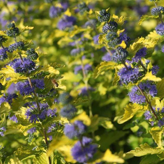 Promesse de Fleurs - Caryopteris Hint of Gold Pot de 3L/4L - Image 1