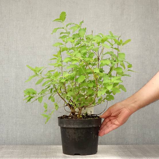 Promesse de Fleurs - Caryopteris Hint of Gold Pot de 3L/4L - Image 2