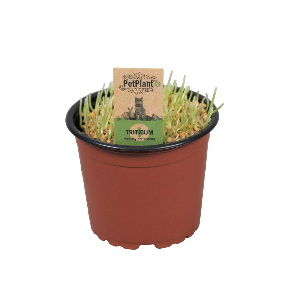La Green Touch - Herbe à chat 10cm - Plante d'intérieur- La Green Touch - Image 1