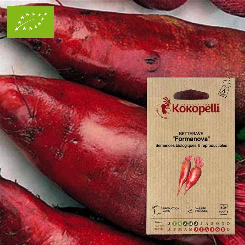 Graines bio à semer - Betterave Formanova- Association Kokopelli