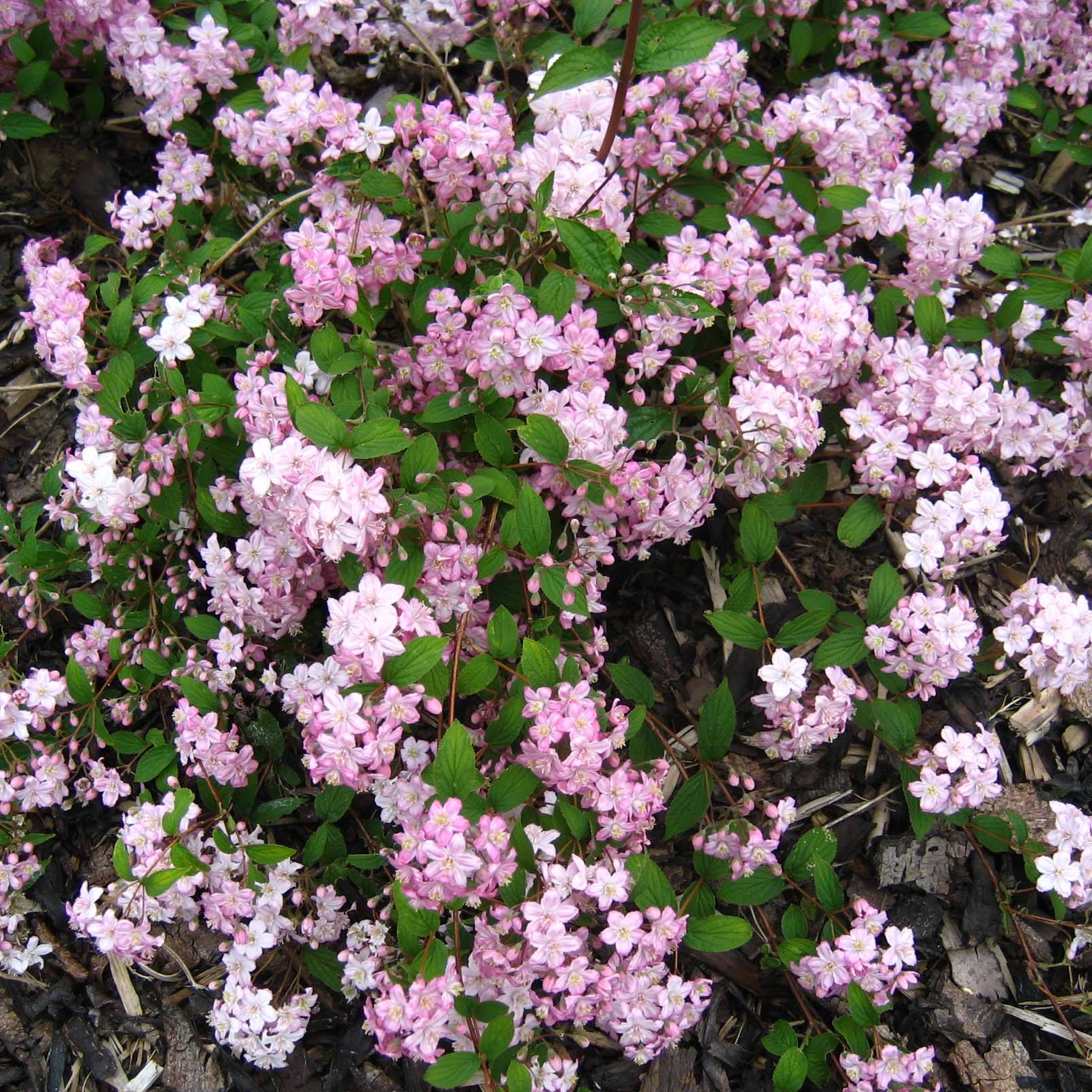 Promesse de Fleurs - Deutzia elegantissima Rosealind Pot de 2L/3L - Image 1