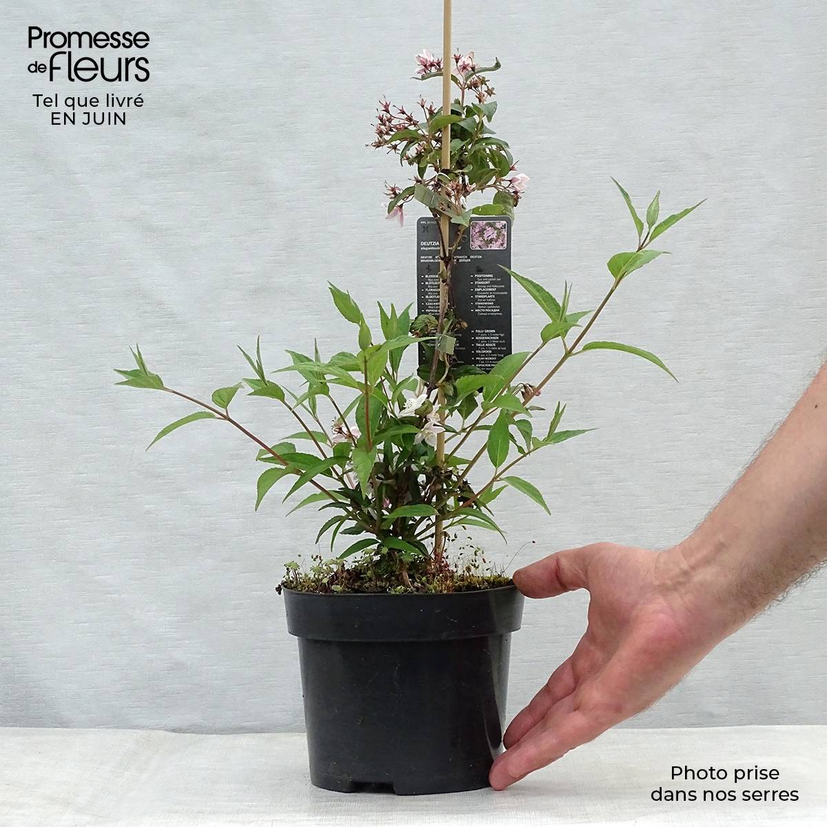 Promesse de Fleurs - Deutzia elegantissima Rosealind Pot de 2L/3L - Image 2