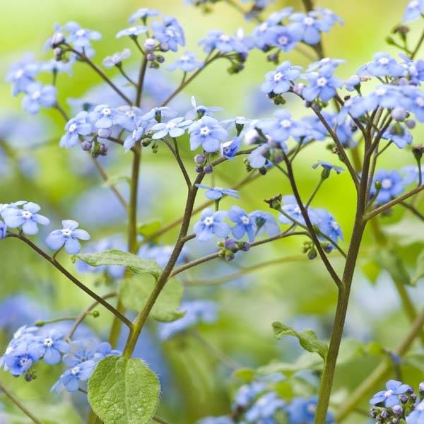 Brunnera macrophylla - Myosotis du Caucase Pot de 2L/3L