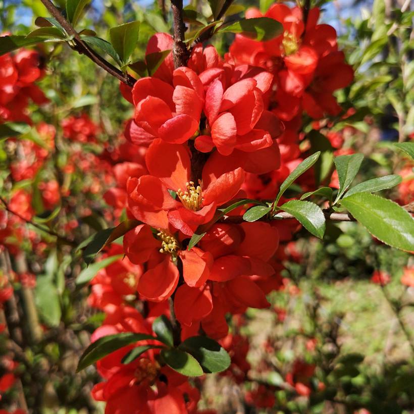 Promesse de Fleurs - Cognassier du Japon Cido Red - Chaenomeles japonica Pot de 2L/3L, Touffe