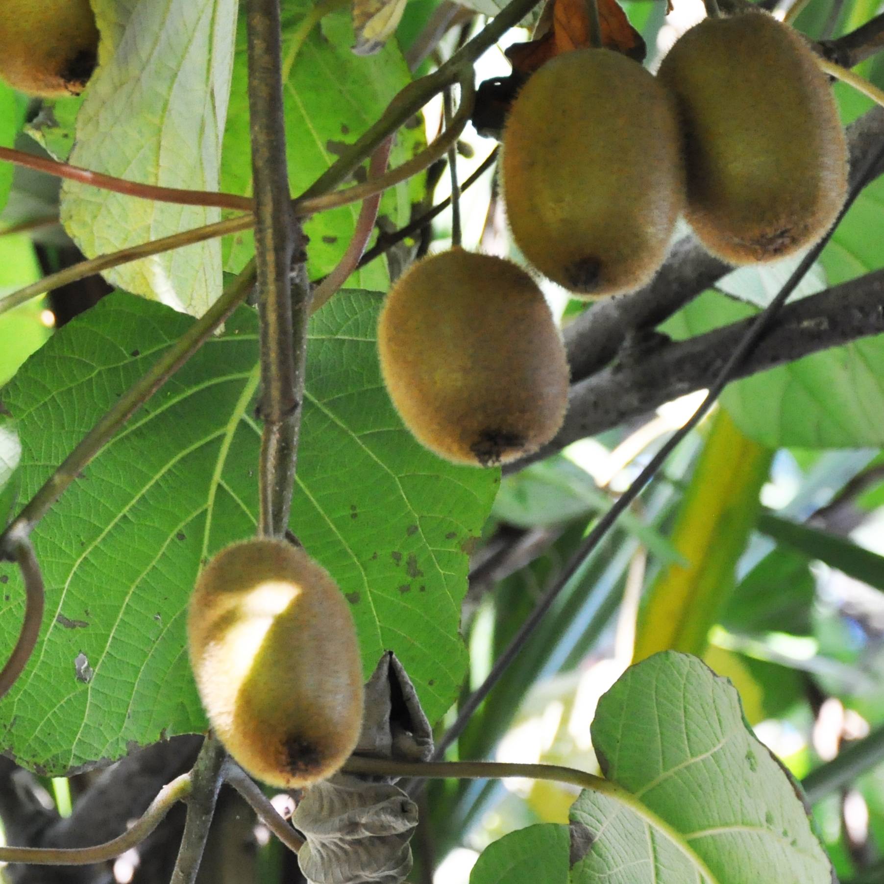 Kiwi Tomuri (mâle) Bio Pot de 1,5L/2L