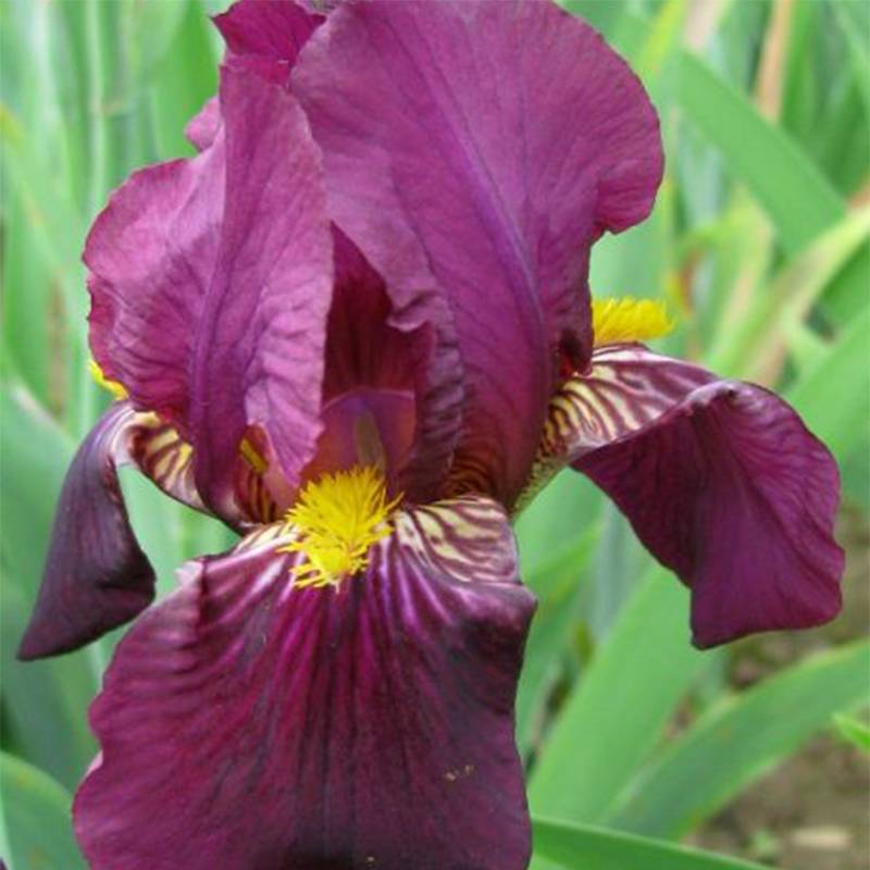 Promesse de Fleurs - Iris germanica Red Orchid - Iris des Jardins Pot de 1,5L/2L