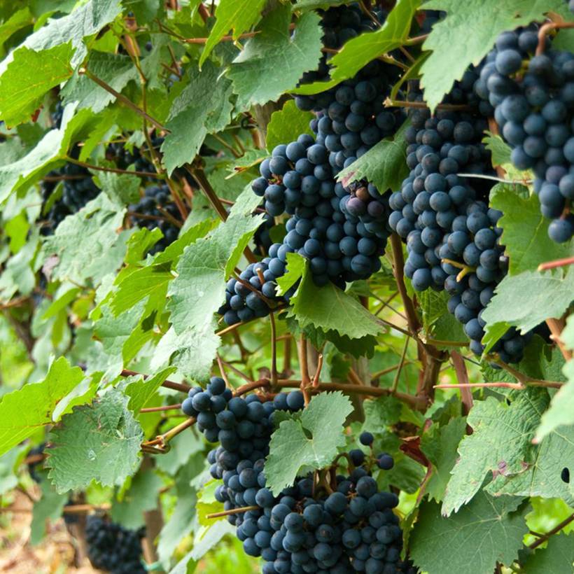 Promesse de Fleurs - Vigne Solara - Vitis vinifera Pot de 2L/3L