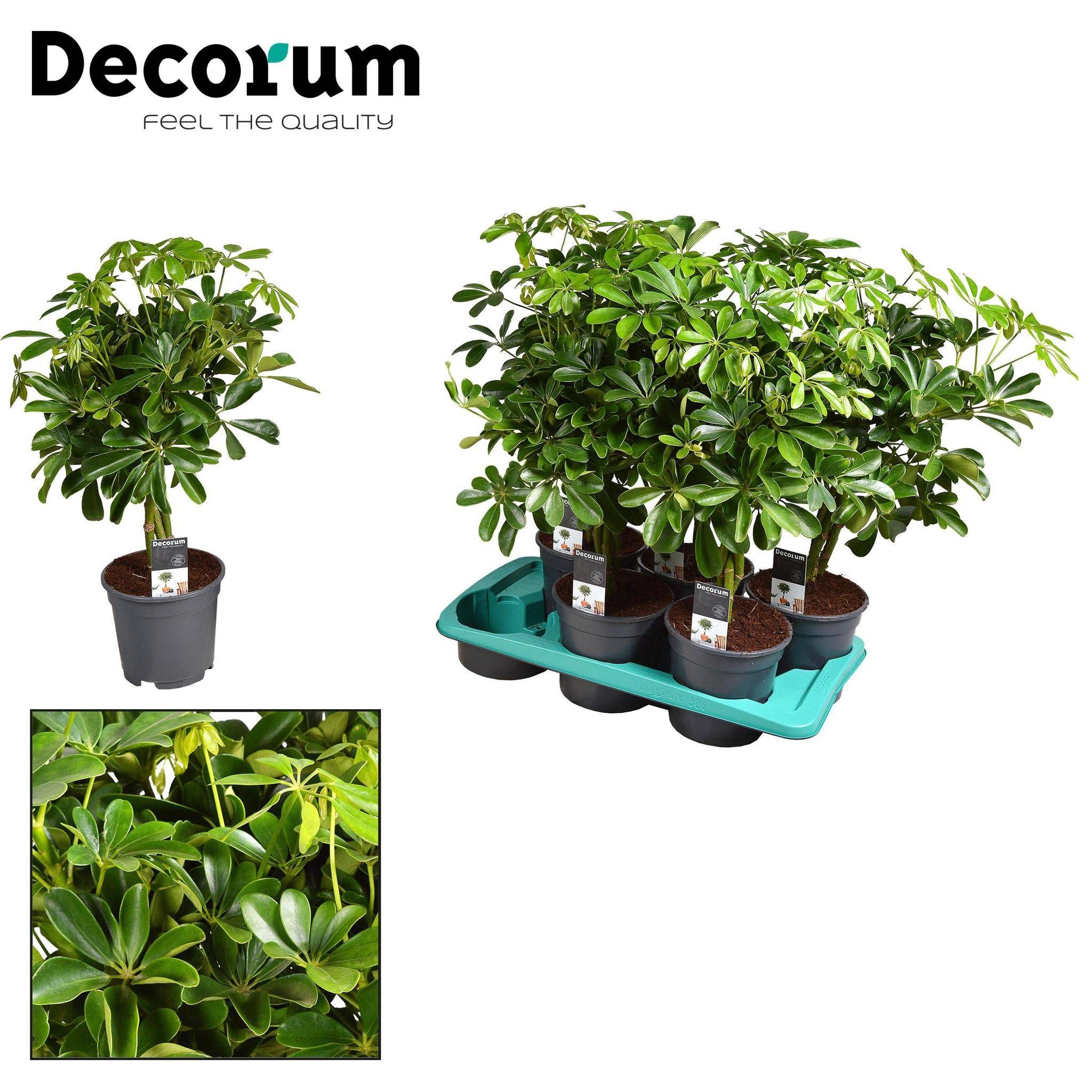 Schefflera Compacta Nora - D17 H60cm
