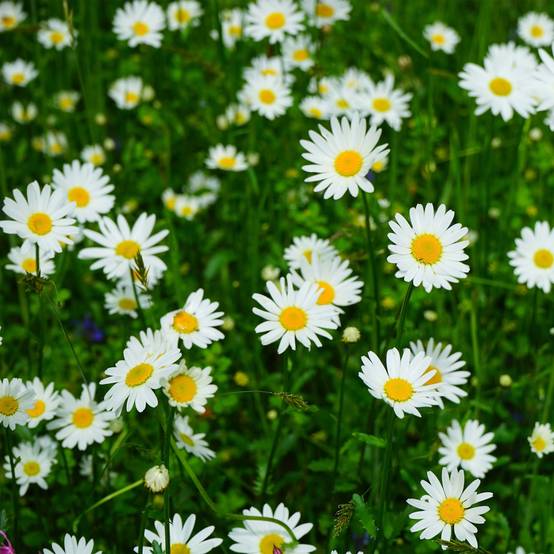 Promesse de Fleurs - Leucanthemum vulgare Maikonigin - Marguerite Reine de Mai Pot de 2L/3L