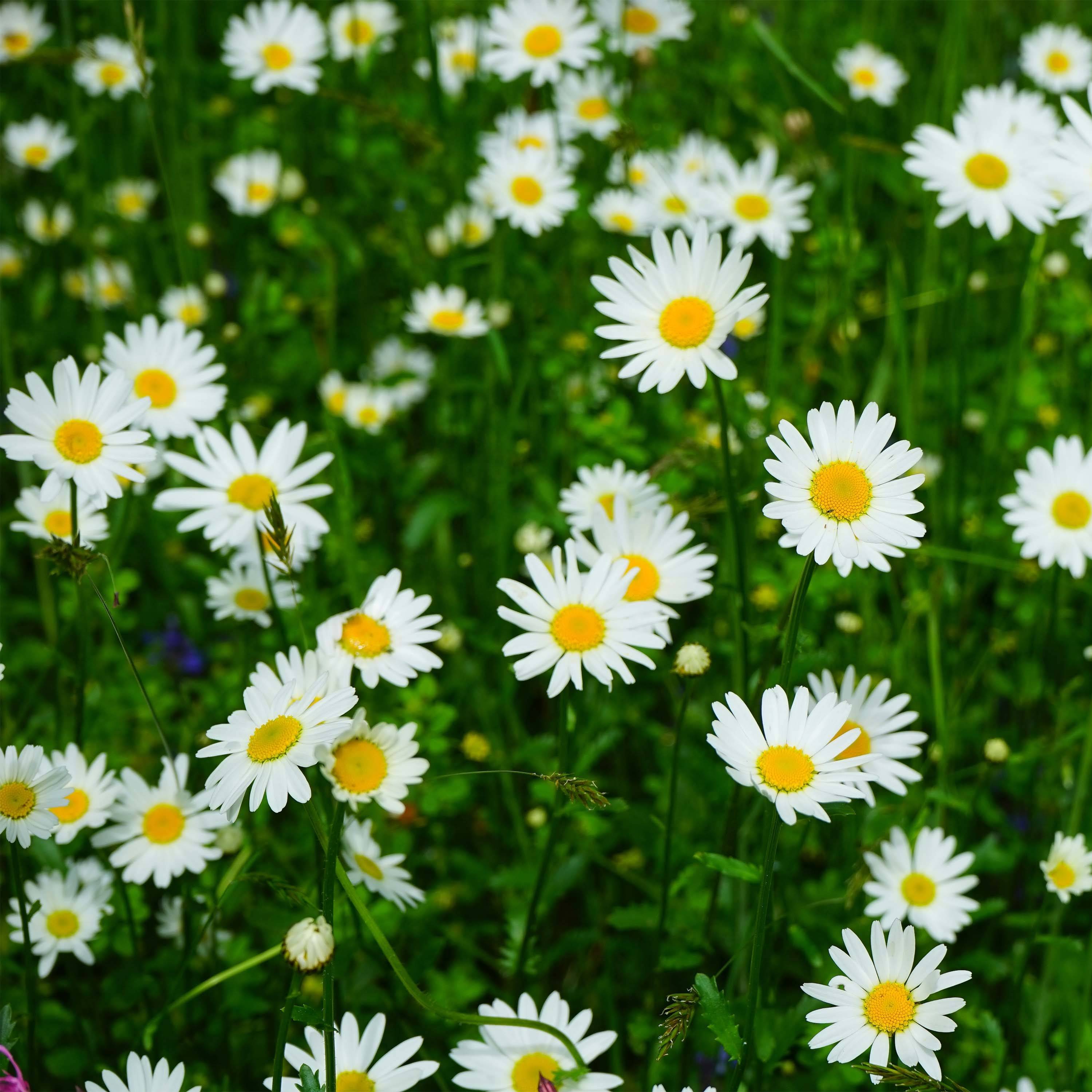 Promesse de Fleurs - Leucanthemum vulgare Maikonigin - Marguerite Reine de Mai Pot de 2L/3L
