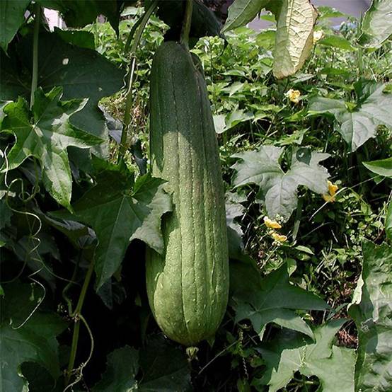 Luffa Cylindrica (Courge torchon, Eponge végétale) le sachet de 10 graines environ (1,5g)