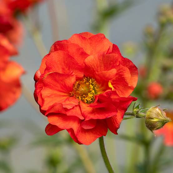 Geum Fiery Tempest - Benoîte hybride Pot de 2L/3L