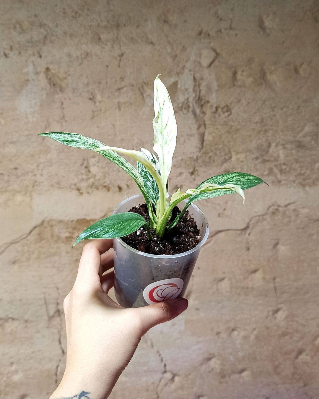 Spathiphyllum Sensation Variegata D. 6cm H. 15cm - Plante d'intérieur - IndoorPoppies - Image 3