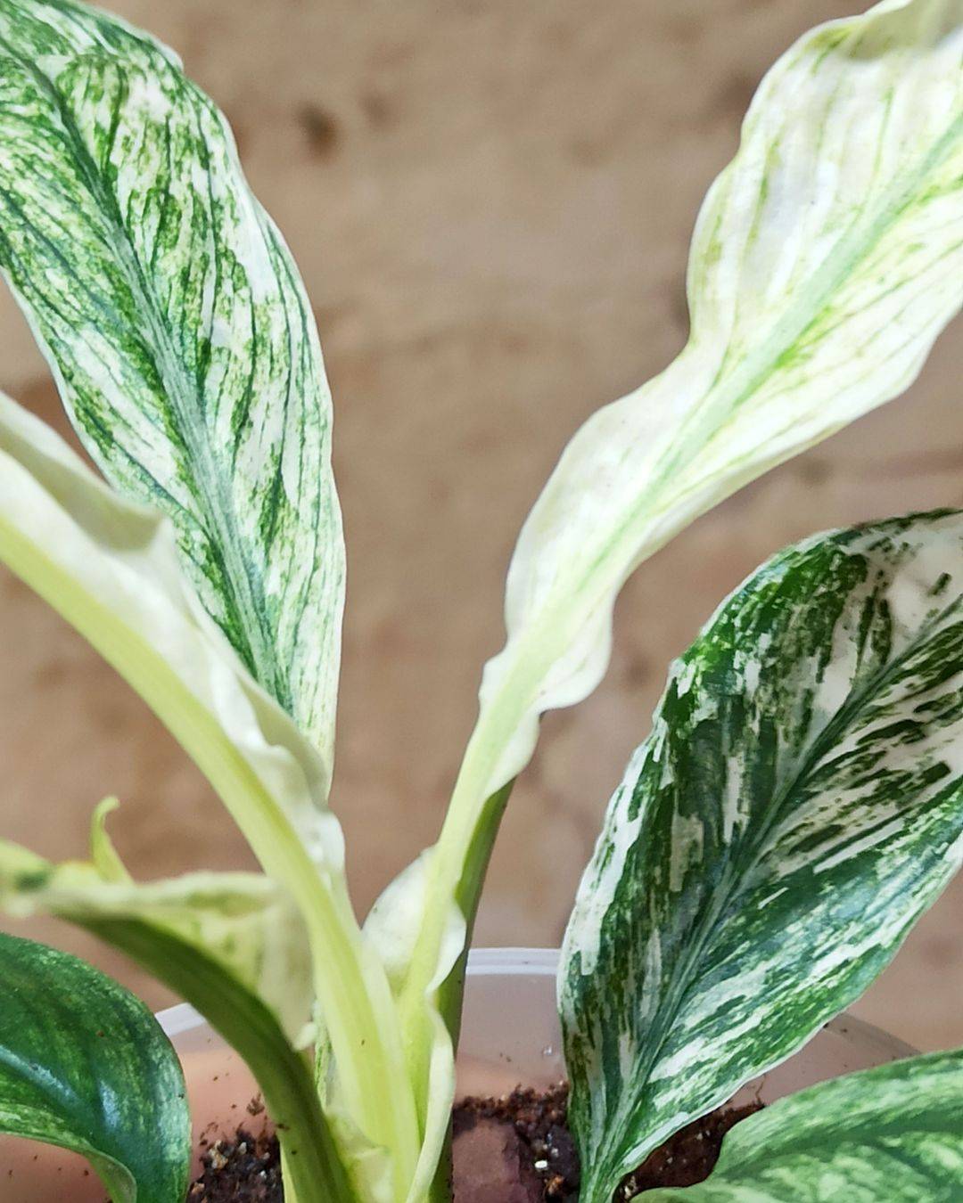 Spathiphyllum Sensation Variegata D. 6cm H. 15cm - Plante d'intérieur - IndoorPoppies - Image 2