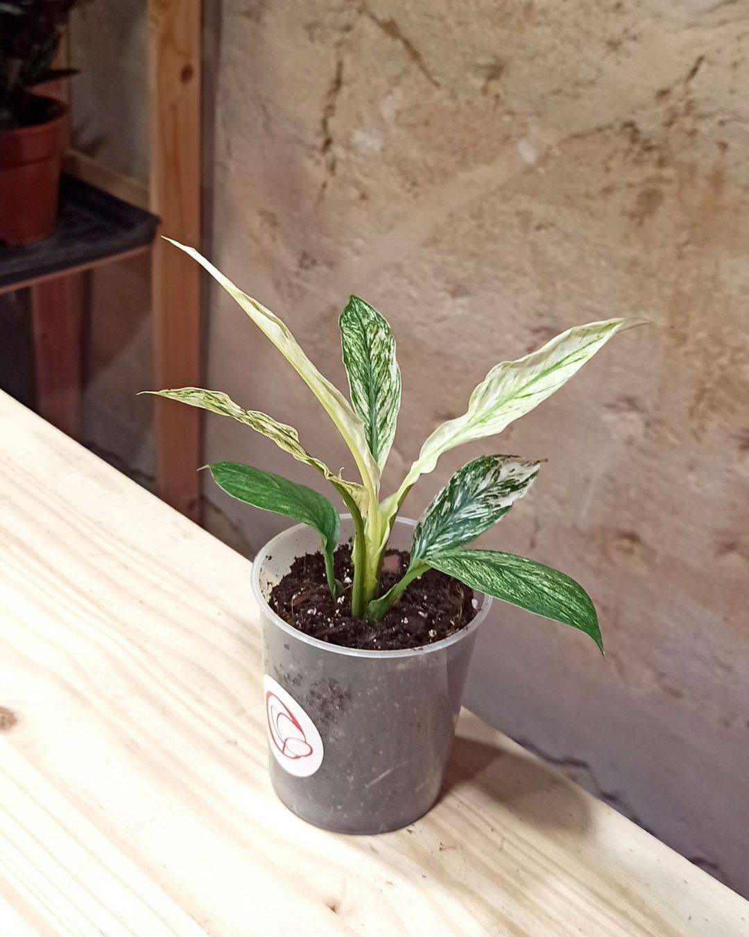 Spathiphyllum Sensation Variegata D. 6cm H. 15cm - Plante d'intérieur - IndoorPoppies - Image 6