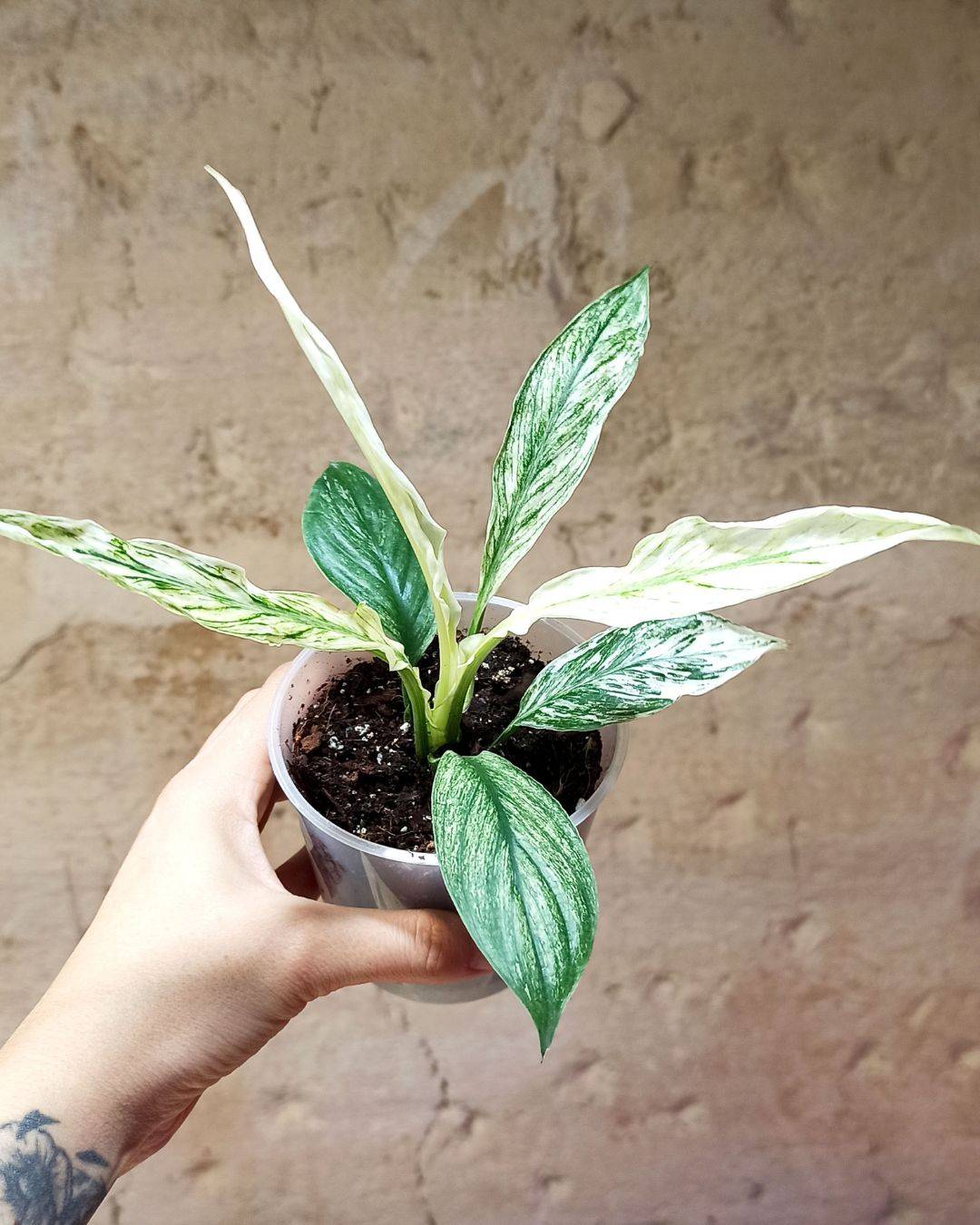 Spathiphyllum Sensation Variegata D. 6cm H. 15cm - Plante d'intérieur - IndoorPoppies - Image 1