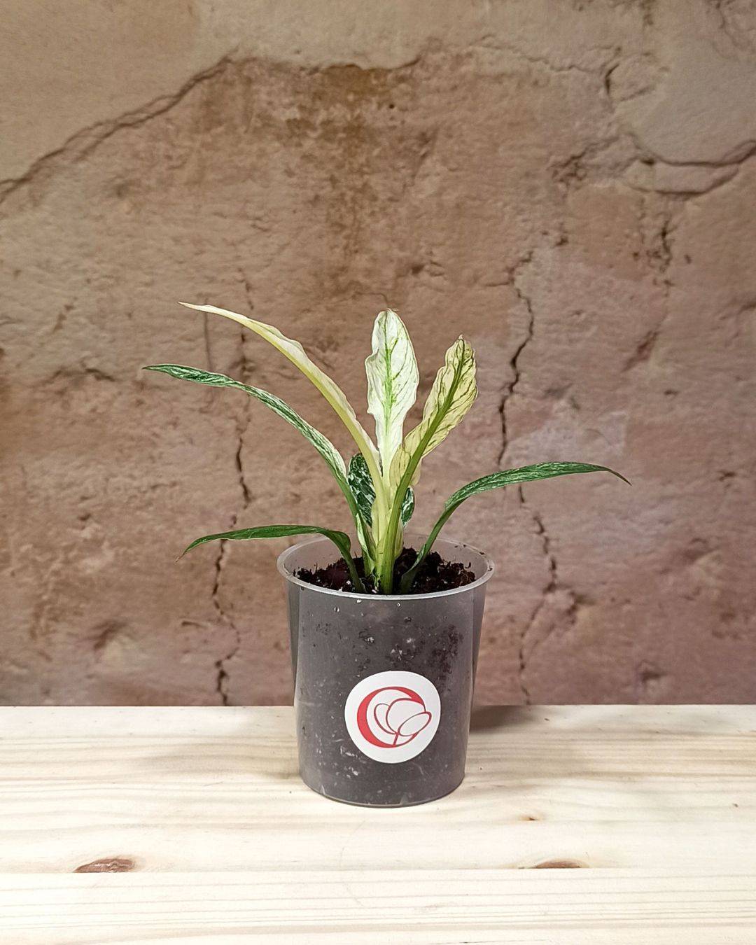 Spathiphyllum Sensation Variegata D. 6cm H. 15cm - Plante d'intérieur - IndoorPoppies - Image 5