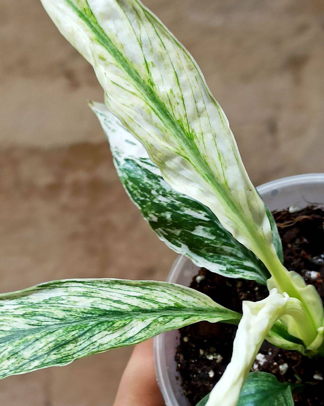 Spathiphyllum Sensation Variegata D. 6cm H. 15cm - Plante d'intérieur - IndoorPoppies - Image 4