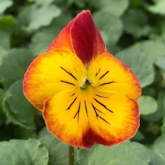 Promesse de Fleurs - Pensée à Fleurs Moyennes Ultima Radiance Red Mini-motte Mini-motte Ø 1,5/2,5 cm, Plant vert de 3 à 5 cm de haut environ (par 5)