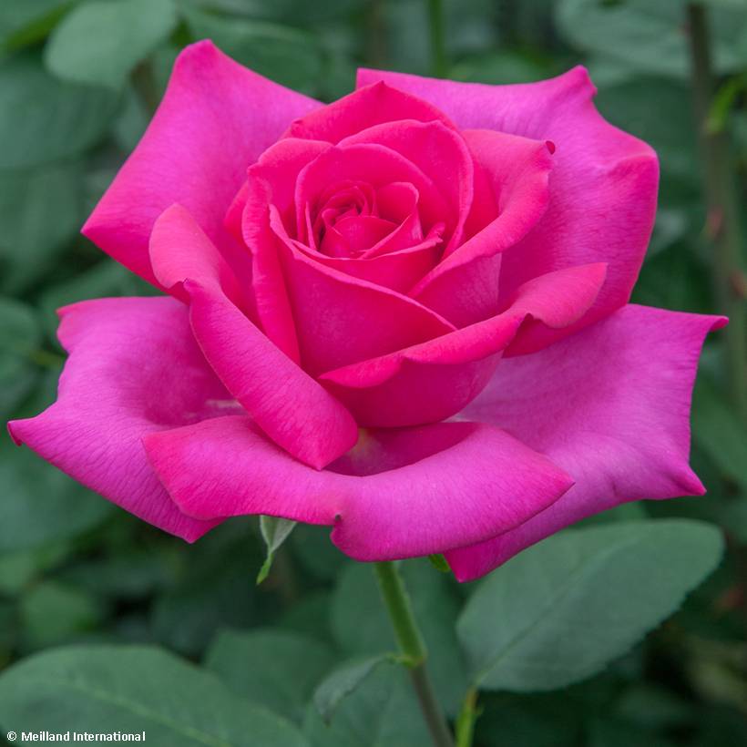 Promesse de Fleurs - Rosier à grandes fleurs Velasquez Racines nues en motte
