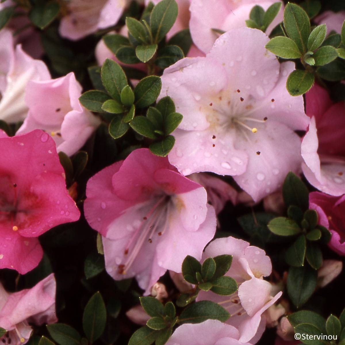 Promesse de Fleurs - Azalée du Japon Haru No Sono - Rhododendron hybride Pot de 3L/4L