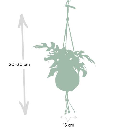 Kokodama Monstera Minima - D15 H25cm - Image 3
