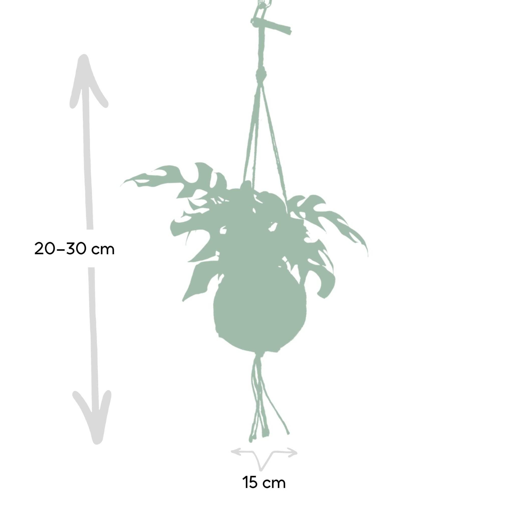 Kokodama Monstera Minima - D15 H25cm - Image 3
