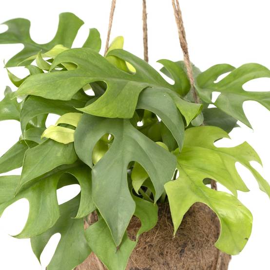 Kokodama Monstera Minima - D15 H25cm - Image 2