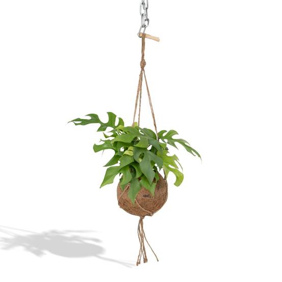 Kokodama Monstera Minima - D15 H25cm - Image 1