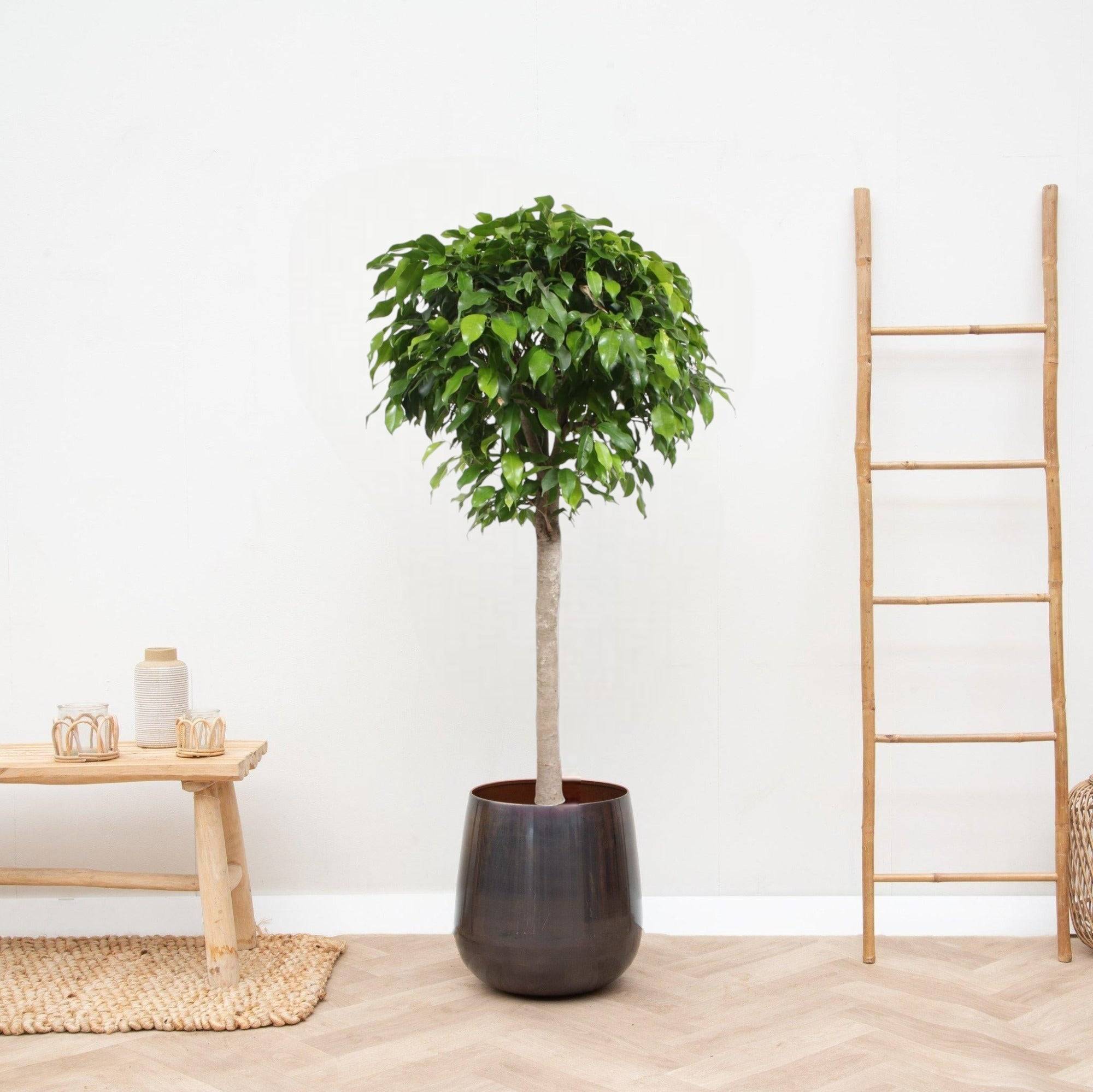 La Green Touch - Ficus boule Columnar 140cm - Plante d'intérieur- La Green Touch - Image 2
